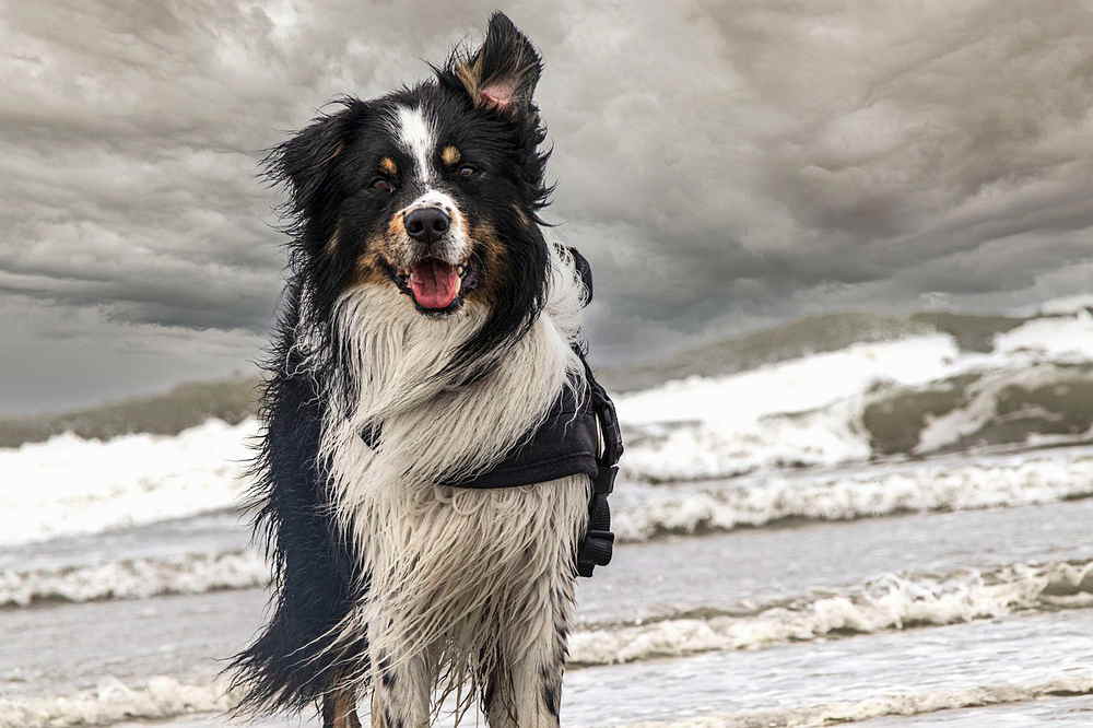 Du betrachtest gerade Hundestrände in Borkum