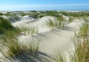 Mehr über den Artikel erfahren Naturschutz am Borkumer Strand