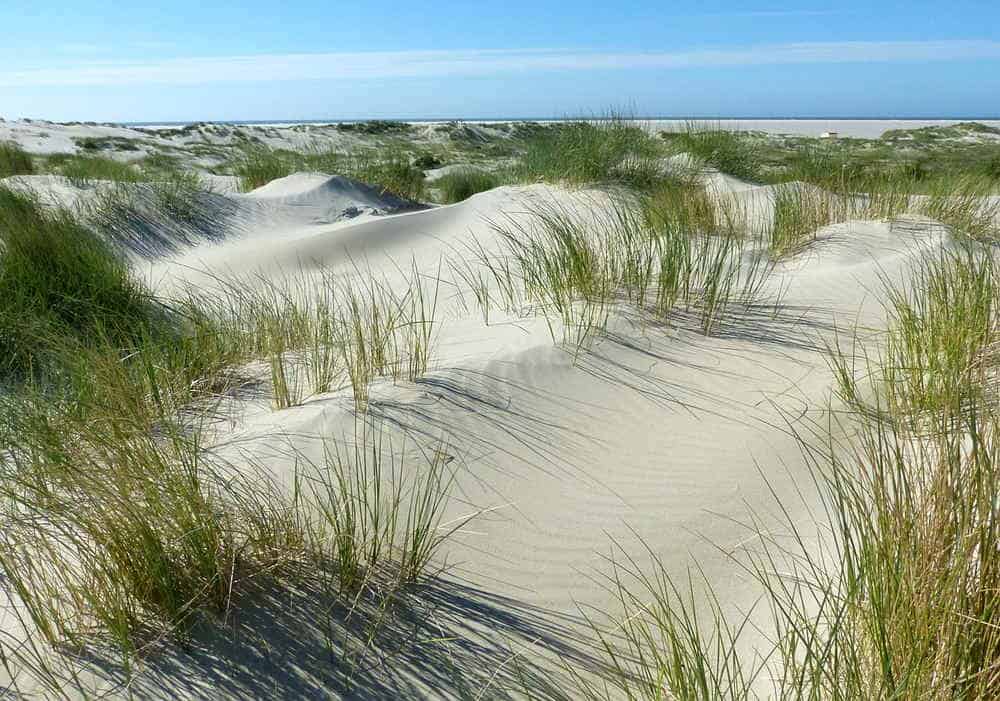 Du betrachtest gerade Dünen auf Borkum