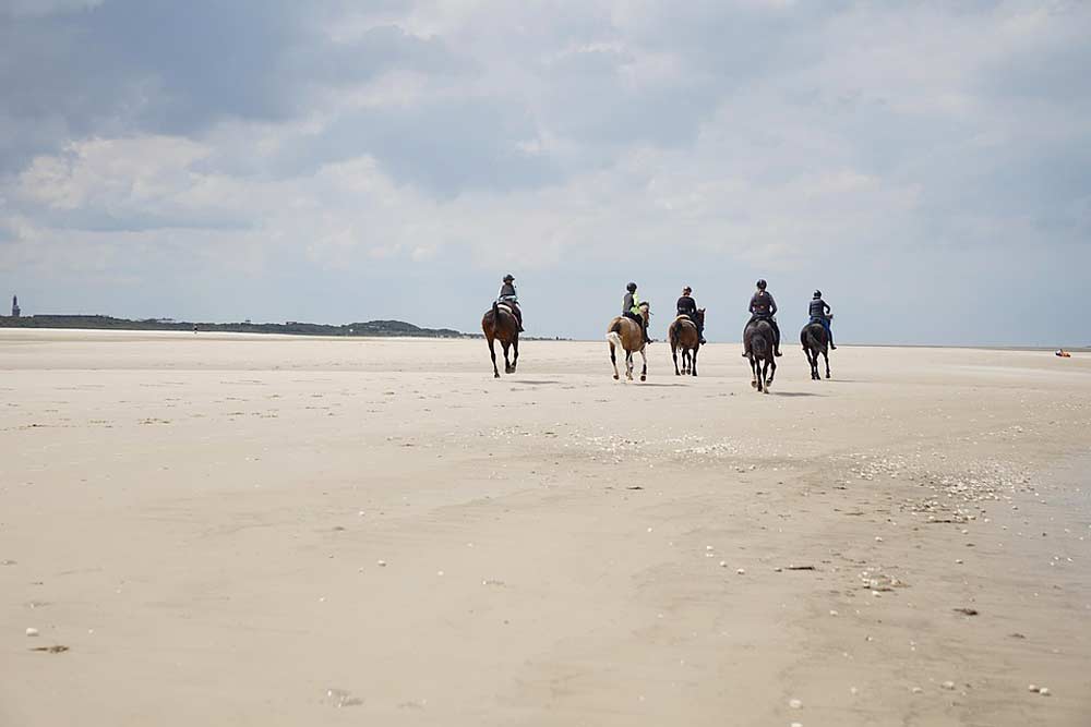 Reiten auf der Insel Borkum Reiten auf der Insel Borkum