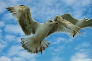 Mehr über den Artikel erfahren Ziehende Seeschwalben am Nordstrand vom Borkum