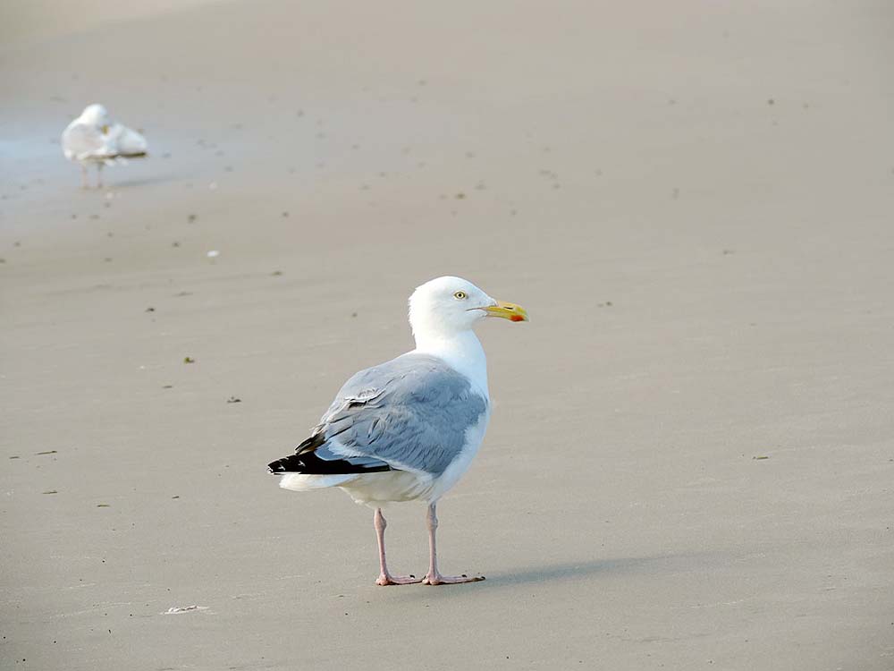 Silbermöwe am Strand Silbermöwe am Strand
