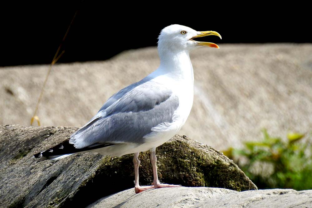 Silbermöwe Silbermöwe