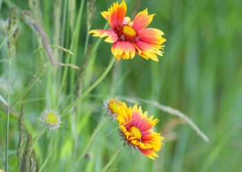 Pflanzenwelt auf Borkum