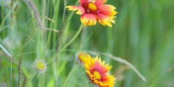 Pflanzenwelt auf Borkum