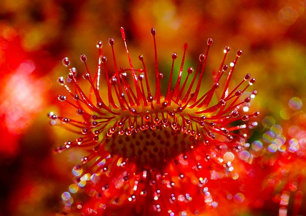 Rundblättrige Sonnentau (Drosera rotundifolia) als seltene Pflanze auf der Insel